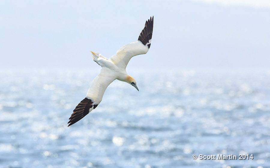 Northern Gannet 16