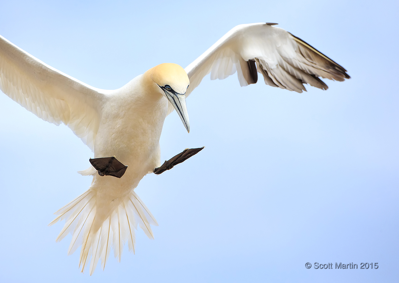 Gannets_0040