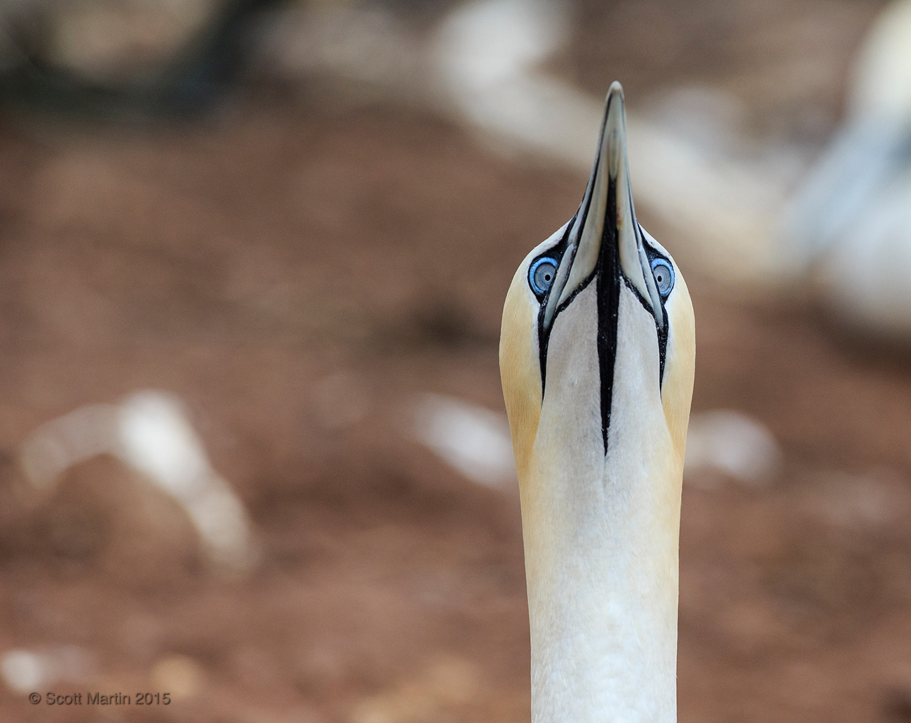 Gannets_0149