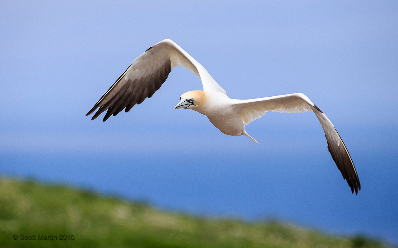 Gannets_0421