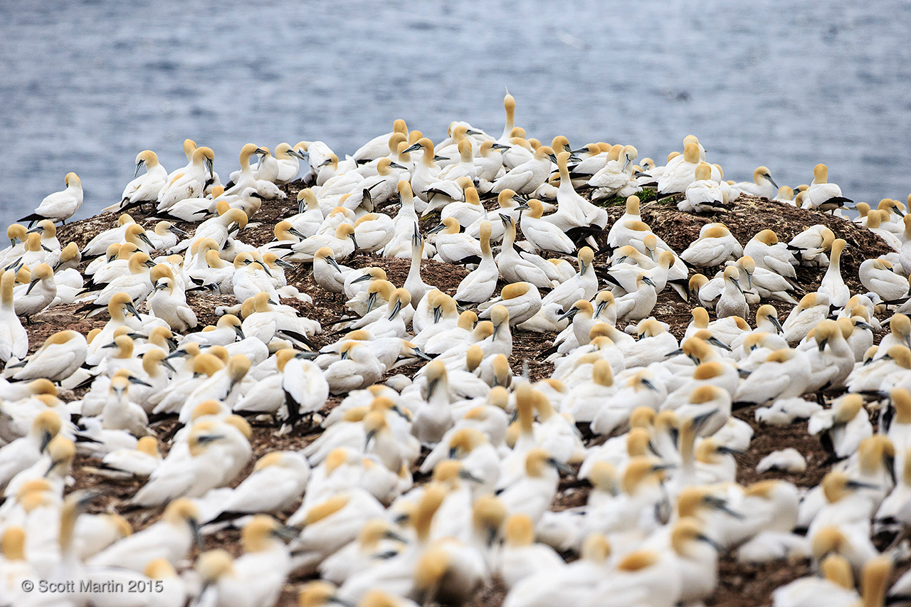 Gannets_0445