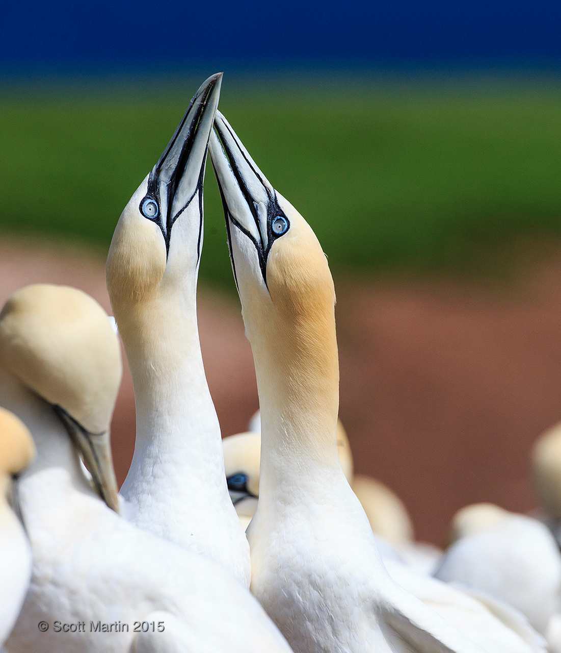 Gannets_0581