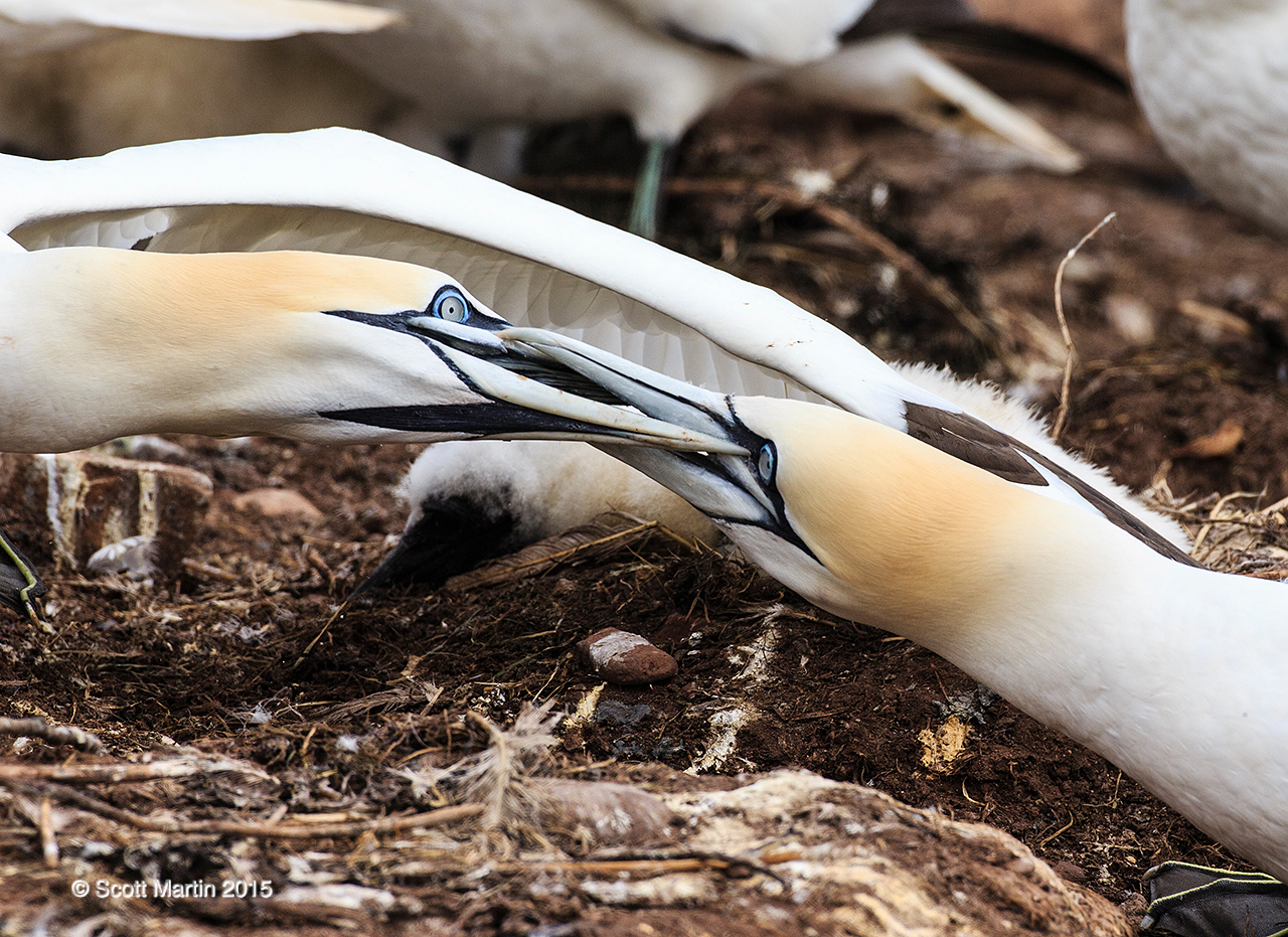 Gannets_1256