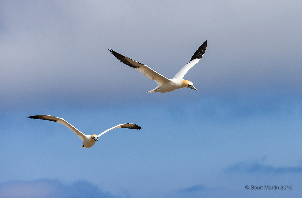 Gannets_1597