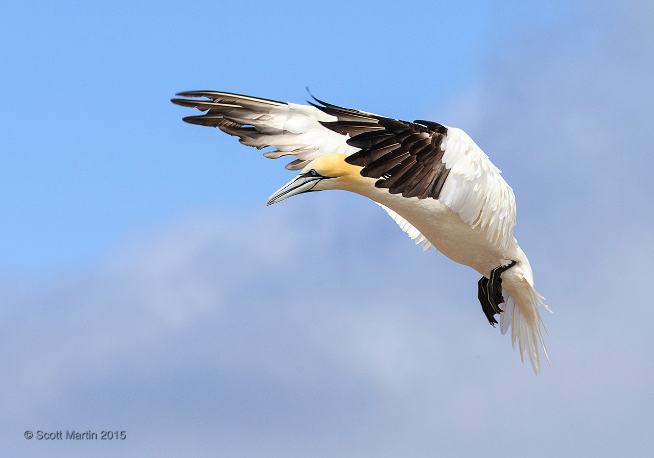 Gannets_1653