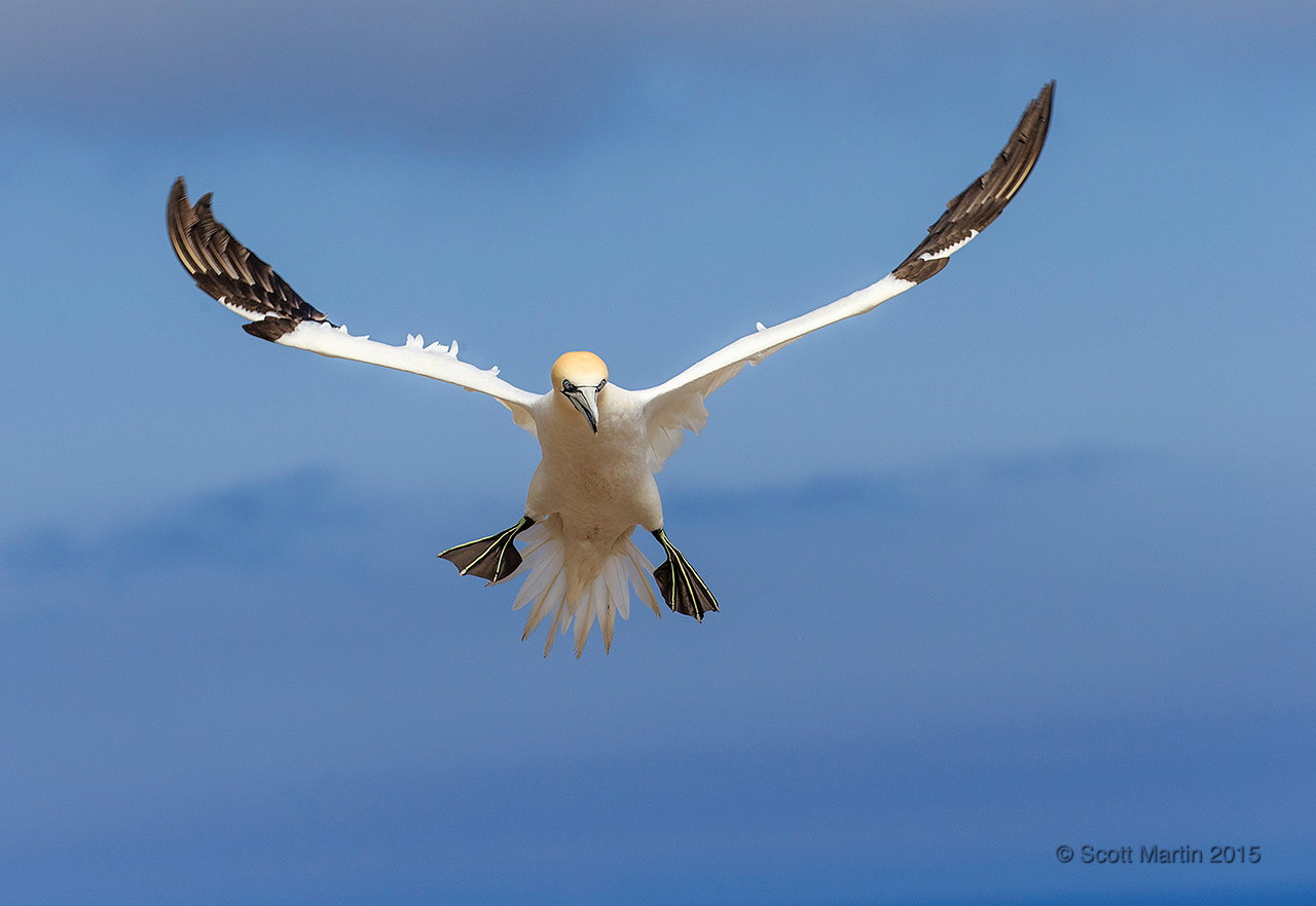 Gannets_1790