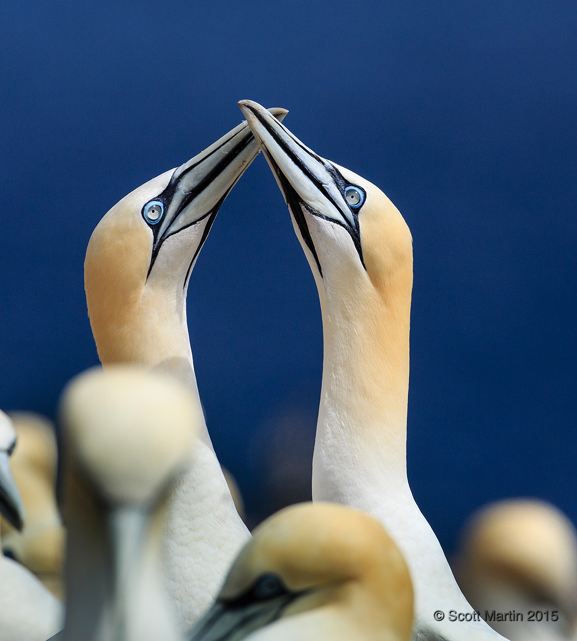 Gannets_2223