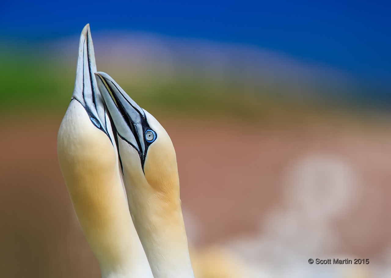 Gannets_2661