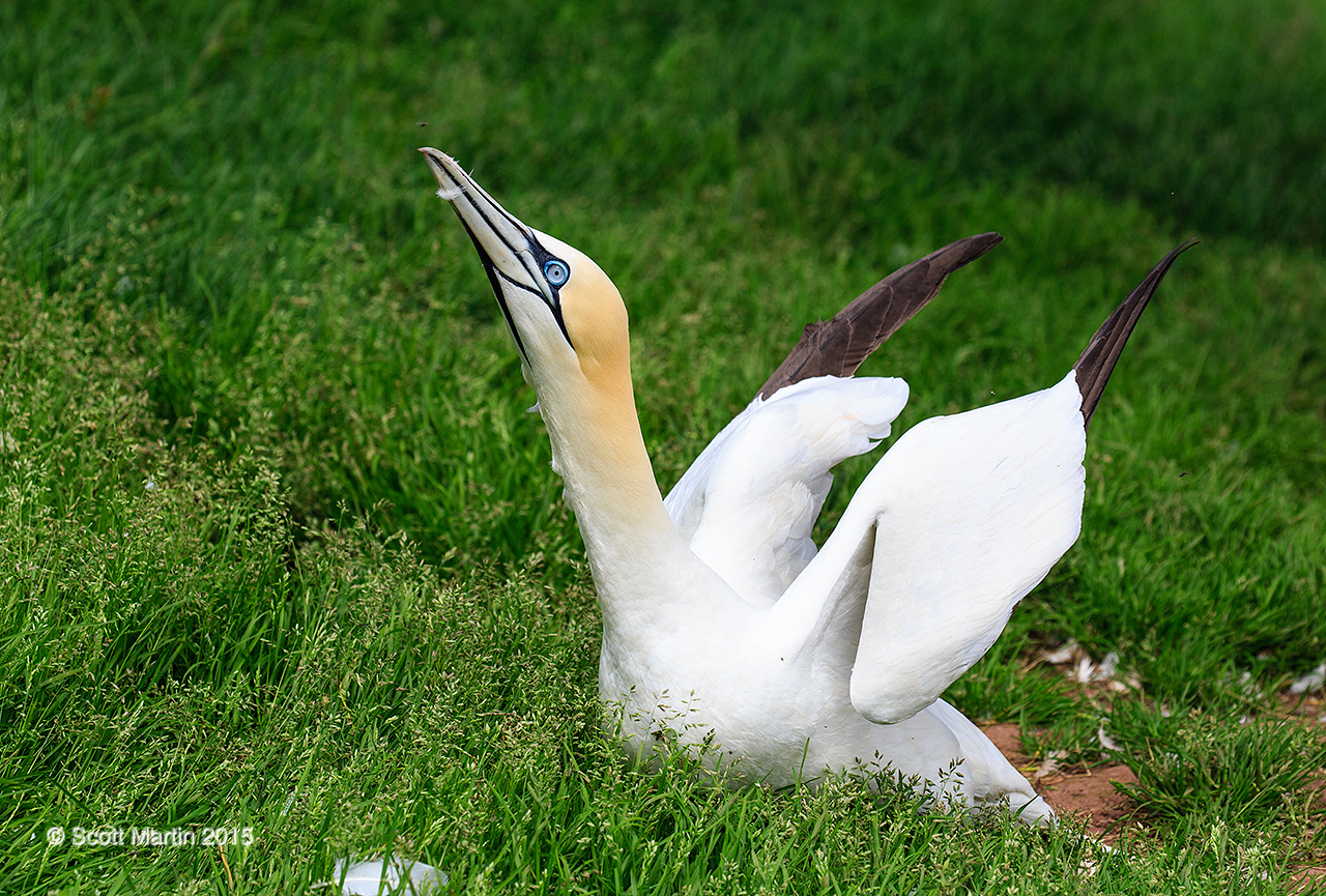 Gannets_2882