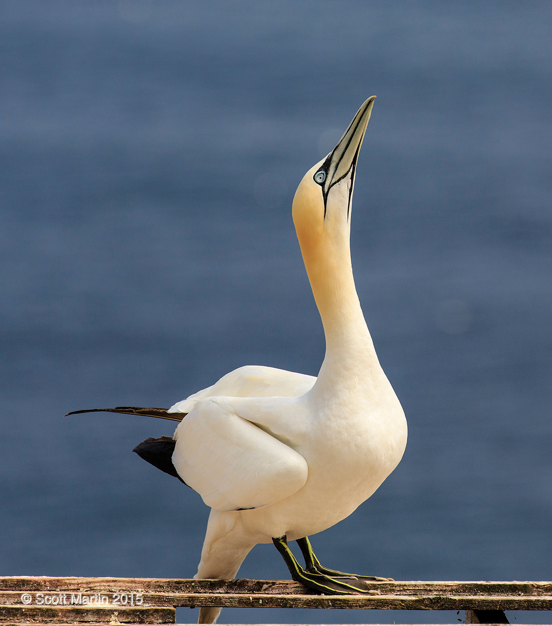 Gannets_2959