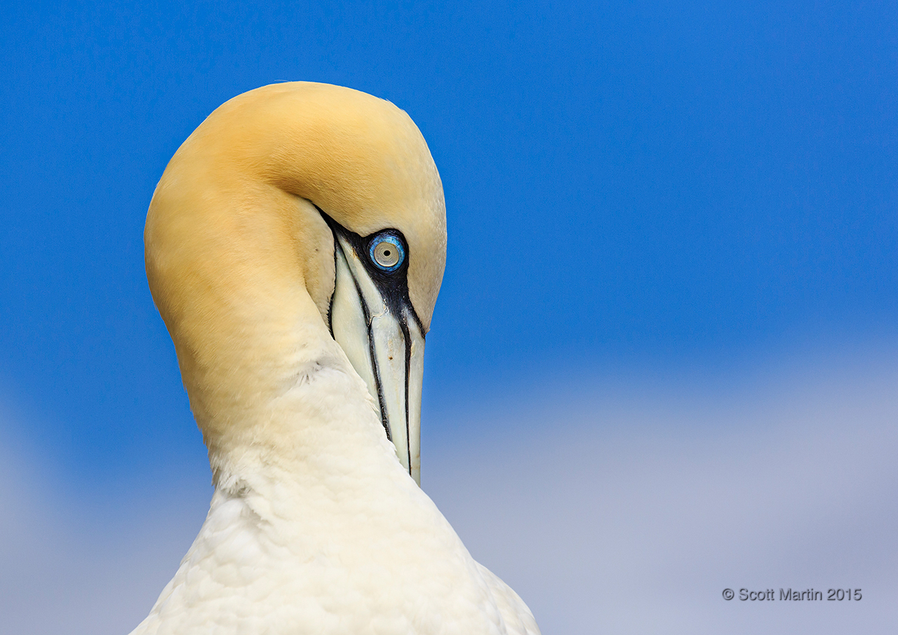 Gannets_2983