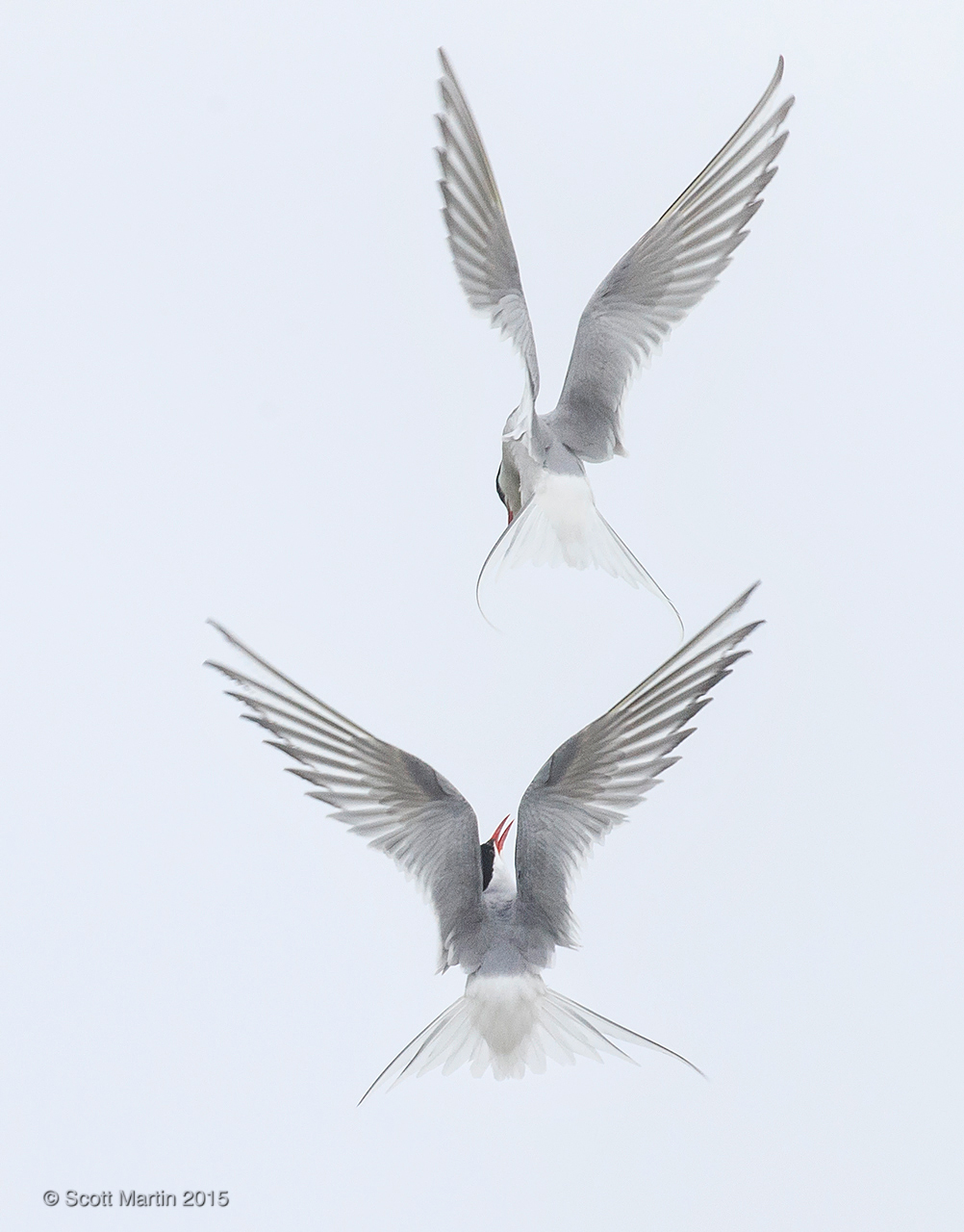 Arctic Tern_84