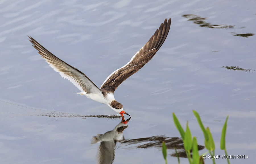 Black Skimmer 10