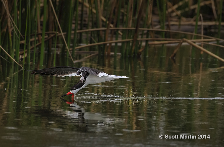 Black Skimmer 11