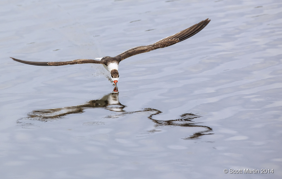 Black Skimmer 12