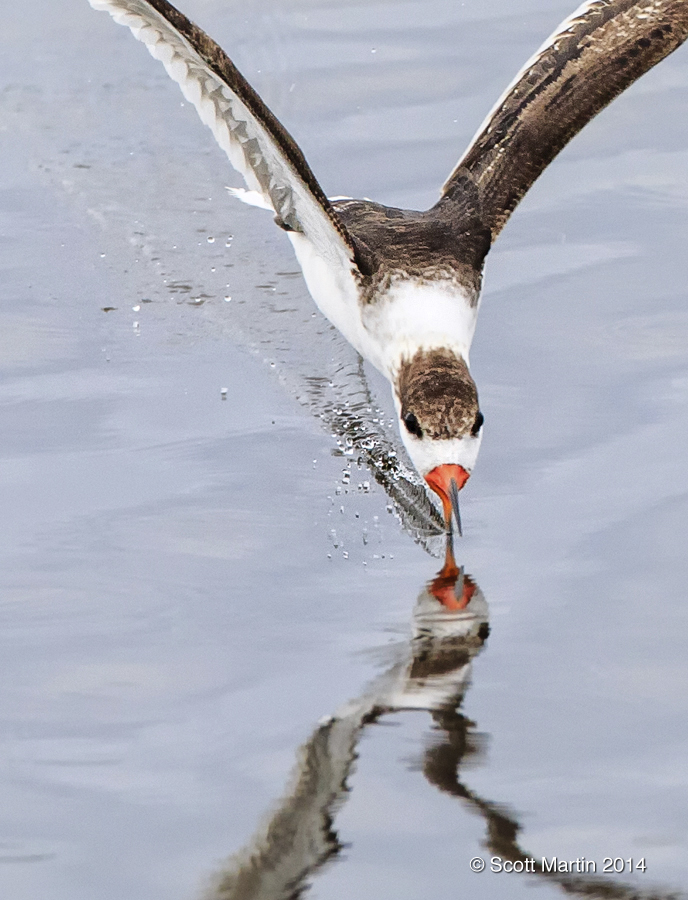 Black Skimmer 13