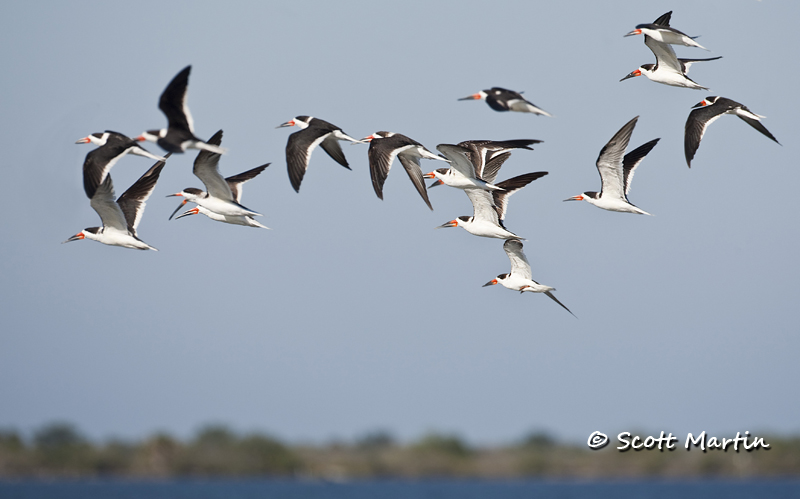 black-skimmer-09