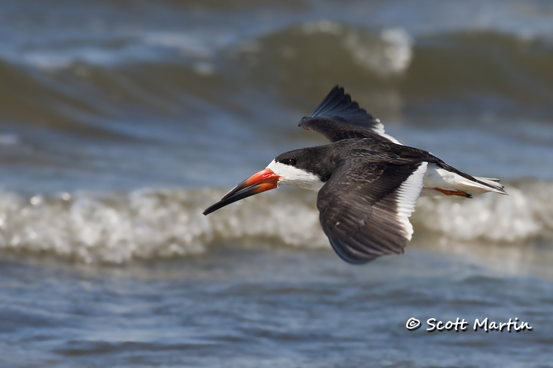 black-skimmer-08