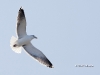 black-backed-gull-01