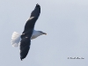 black-backed-gull-02