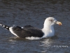 black-backed-gull-03