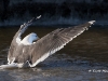 black-backed-gull-04