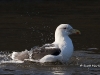 black-backed-gull-05