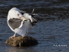 black-backed-gull-06