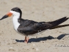 black-skimmer-01