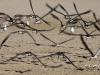 black-skimmer-02