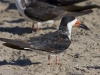black-skimmer-03