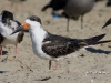 black-skimmer-04