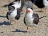 black-skimmer-05