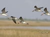 black-skimmer-06