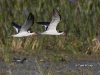 black-skimmer-07