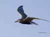 black-tern-01