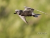 black-tern-02