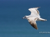 gull-01
