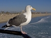 gull-02