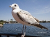 gull-03