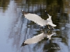 gull-04