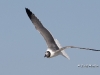 laughing-gull-01