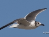 laughing-gull-02