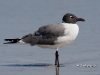 laughing-gull-03