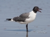 laughing-gull-04