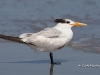 royal-tern-01