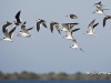 black-skimmer-09