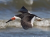black-skimmer-08