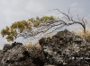 hawaii-07_0056
