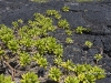hawaii-07_0059